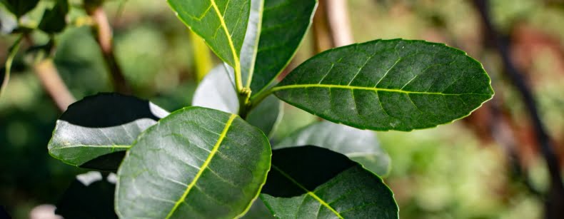 Continúan estables el consumo y la producción de  yerba mate