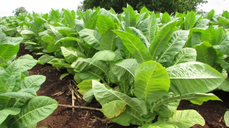 Más de 13 mil productores tabacaleros cobrarán el Fondo Especial del Tabaco