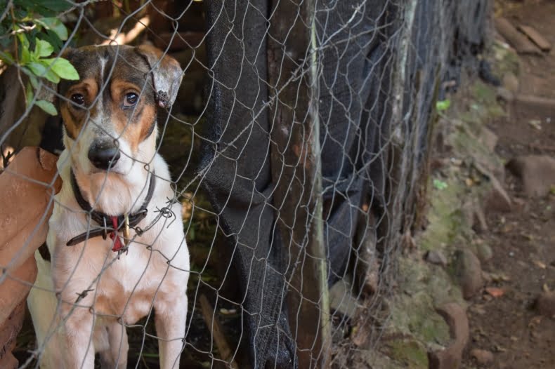El Defensor del Pueblo se refirió a los animales en situación de calle