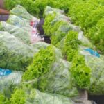 El 2021 cerró con un récord histórico de producción y consumo interno de yerba mate