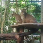 Grupos focalizados de apoyo y reflexión en torno a la depresión postparto en embarazadas usuarias de los CAPS 