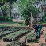 El Ministro de Salud de Misiones informó que Nación evalúa la compra de la vacuna contra el dengue