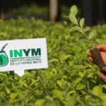 Tips de fertilización en navidad