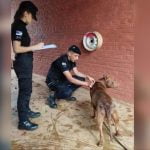 Las floristerías posadeñas trabajan para ofrecer lo mejor en San Valentín