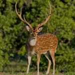 Misiones: pioneros de la 2da dosis de la vacuna contra el dengue