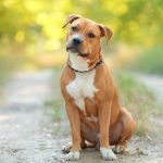 La empresa AESA-VEOLIA dará una pasantía a estudiantes de ingeniería en Misiones