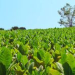 El Gobierno venezolano anunció nuevas excarcelaciones: ya son 831 desde diciembre