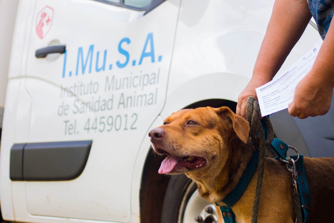 Atención veterinaria gratuita: conocé el cronograma semanal del IMuSA