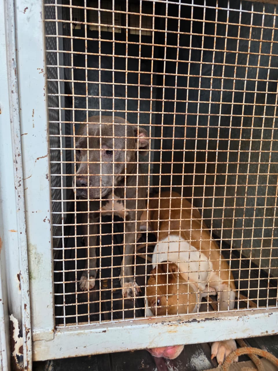 La Policía intervino en Itaembé Miní y retiró tres perros denunciados por conductas agresivas