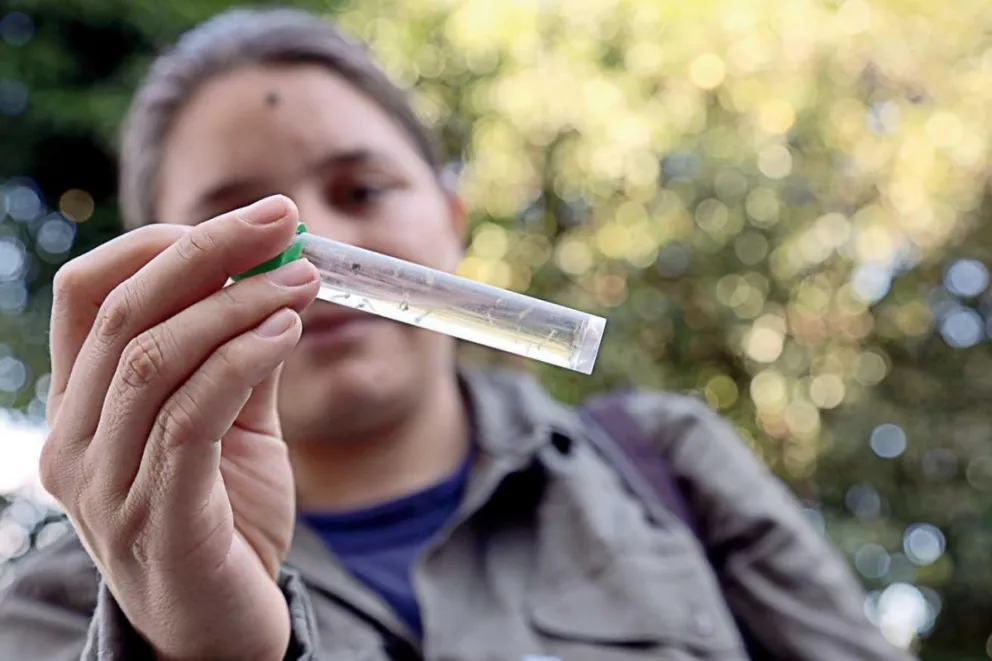 Prevención del dengue: Posadas lanza el 44° operativo Liraa
