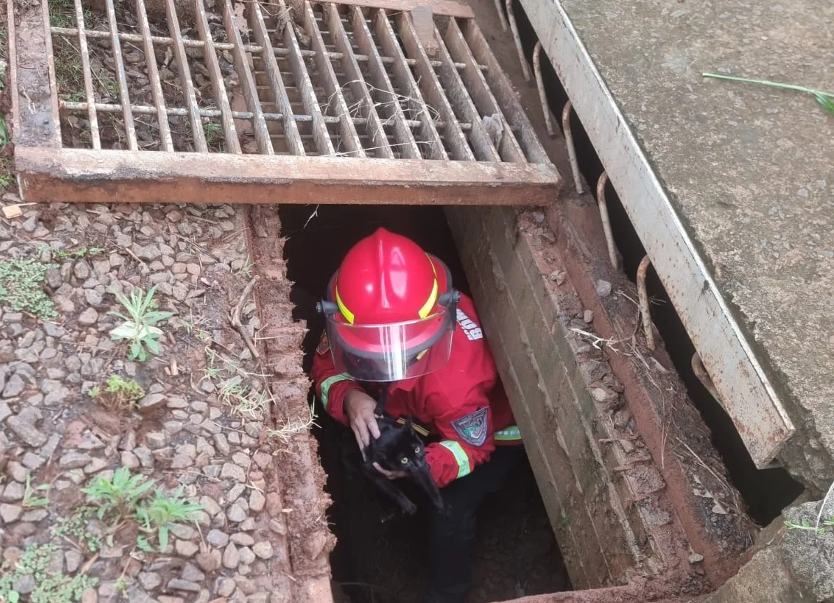 Bomberos de la Policía rescataron a cinco animales desde uno doméstico hasta silvestres en Posadas